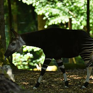 Okapi (Okapia johnstoni)