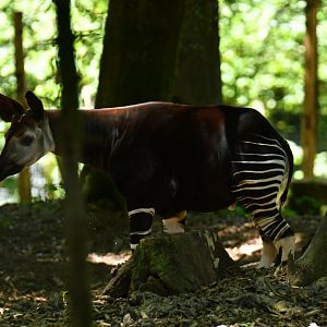 Okapi (Okapia johnstoni)