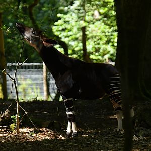 Okapi (Okapia johnstoni)