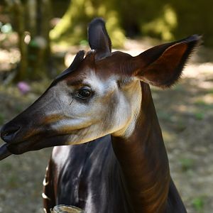 Okapi (Okapia johnstoni)