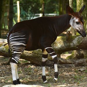 Okapi (Okapia johnstoni)