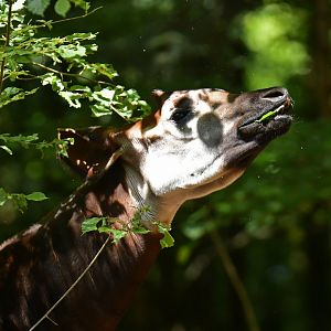 Okapi (Okapia johnstoni)