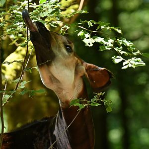 Okapi (Okapia johnstoni)