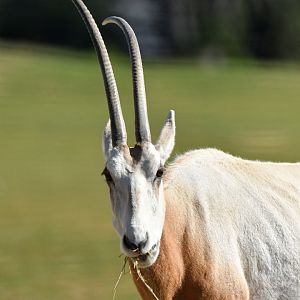 Scmittar-horned oryx (Oryx dammah)
