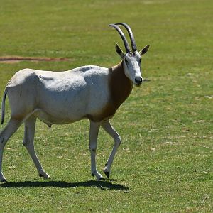 Scmittar-horned oryx (Oryx dammah)