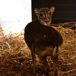 Blue duiker (Philantomba monticola)