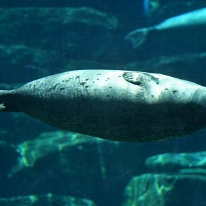 Harbour seal (Phoca vitulina)