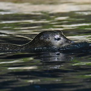 Harbour seal (Phoca vitulina)