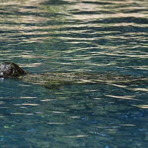 Harbour seal (Phoca vitulina)