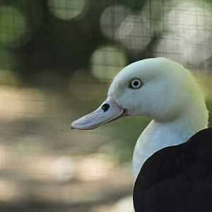 Radjah selduck (Radjah radjah)