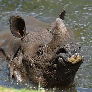 Greater one-horned rhinoceros (Rhinocero unicornis)
