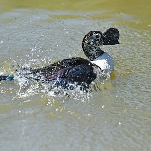 African comb duck (Sarkidiornis melanotos)