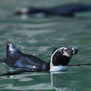 Cape penguin (Spheniscus demersus)
