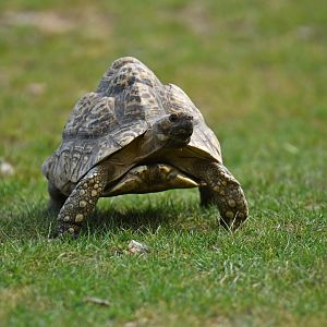 Leopard tortoise (Stigmochelys pardalis)
