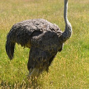 Ostrich (Struthio camelus)