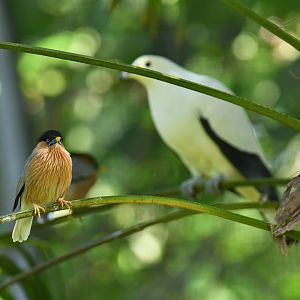 Brahminy Starling Sturnia pagodarum