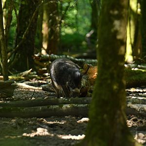 Visayan warty pig (Sus cebifrons negrinus)