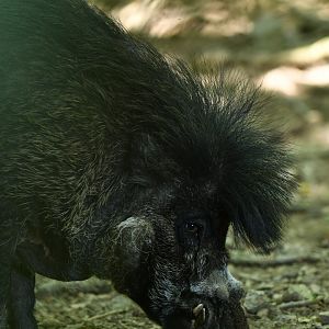 Visayan warty pig (Sus cebifrons negrinus)