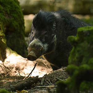 Visayan warty pig (Sus cebifrons negrinus)