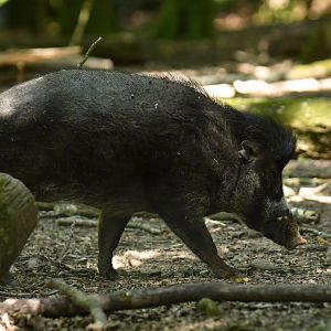 Visayan warty pig (Sus cebifrons negrinus)