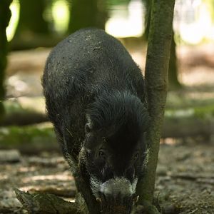Visayan warty pig (Sus cebifrons negrinus)