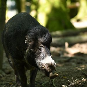 Visayan warty pig (Sus cebifrons negrinus)