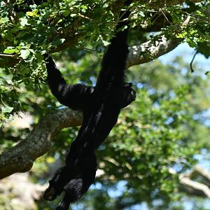 Siamang (Symphalangus syndactylus)