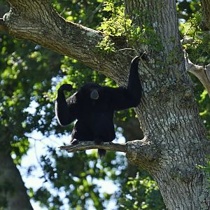 Siamang (Symphalangus syndactylus)