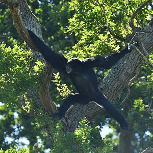 Siamang (Symphalangus syndactylus)