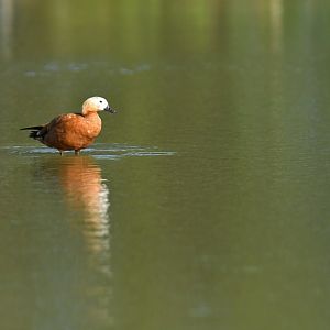 Ruddy Shelduck Tadorna ferruginea
