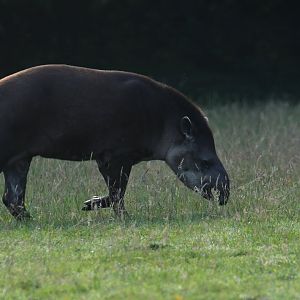 Brazilian tapir (Tapirus terrestris)