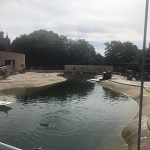 Penguin pool right
