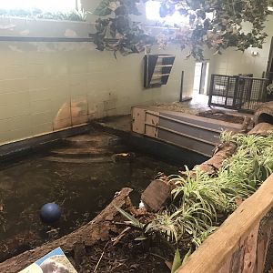 Pygmy hippo indoors