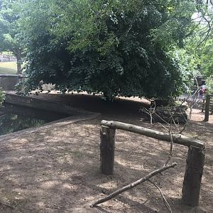 Pygmy hippo enclosure (3)
