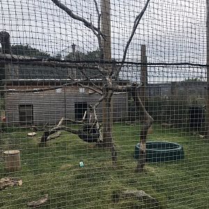 African ground hornbill enclosure