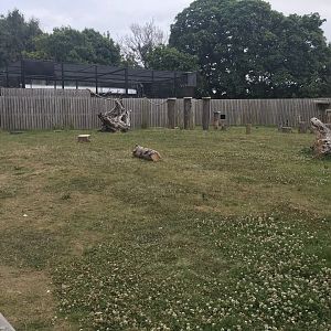 Animal antics show area