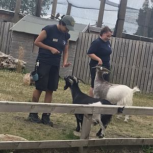 Goats in animal antics