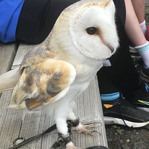 Barn owl