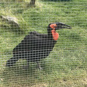 African ground hornbill