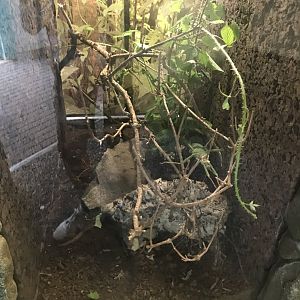 Jungle Nymph enclosure