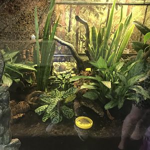 Green mantella, Blue and Phantasmal poison dart frog enclosure