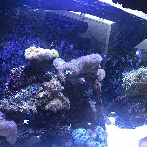 Sea beesties enclosure