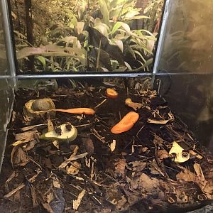 Sun beetle enclosure