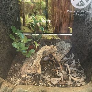 Chilean rose tarantula enclosure