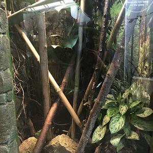 Henkel’s Leaf-tailed gecko enclosure
