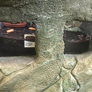 Giant African land snail and Tanzanian red legged millipede viewing areas