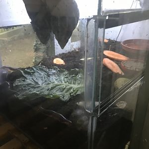 Giant African land snail and Tanzanian red legged millipede enclosure