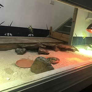 Pancake tortoise enclosure