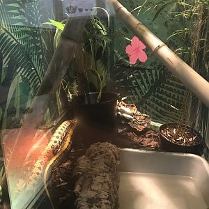 Taiwan beauty snake enclosure
