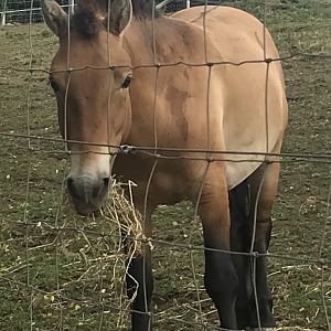 Prezwalski’s wild horse
